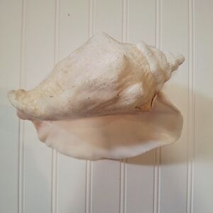 Natural Conch Shell Decor